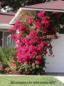 Bougainvillea 'San Diego Red'