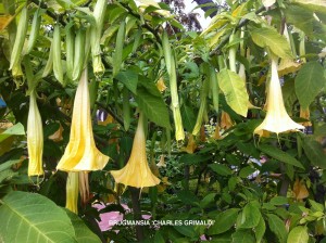 Brugmansia 'Charles Grimaldi' - blossom