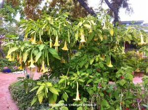 Brugmansia 'Charles Grimaldi'