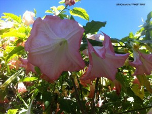 Brugmansia hybrid 'Frosty Pink' - blossom 1