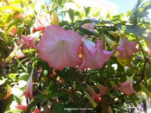 Brugmansia hybrid 'Frosty Pink' - blossom