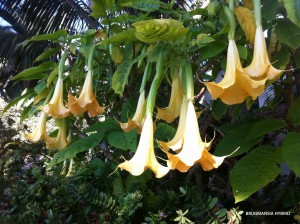 Brugmansia hybrid - orange