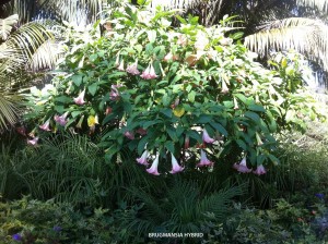 Brugmansia hybrid - pink - blooming