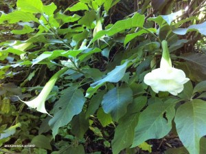 Brugmansia hybrid - white - blossom