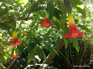 Brugmansia sanguinea - Red Angel's Trumpet