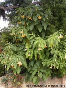 Brugmansia x insignis 'Jamaican Yellow'