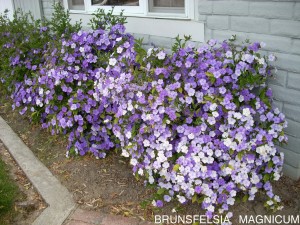 Brunfelsia pauciflora 'Magnicum'