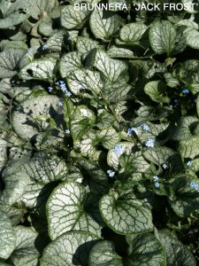 Brunnera macrophylla 'Jack Frost'