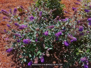 Buddleia Lo & Behold 'Blue Chip' - blooming