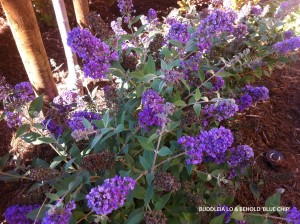 Buddleia Lo & Behold 'Blue Chip' - blossom 1