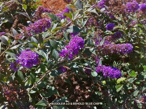 Buddleia Lo & Behold 'Blue Chip' - blossom