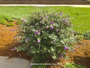 Buddleia Lo & Behold 'Blue Chip' 3