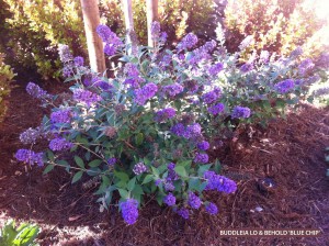 Buddleia Lo & Behold 'Blue Chip'- blooming 1