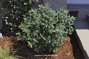 Buddleia Lo & Behold 'Blue Chip'