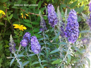 Buddleja 'Buzz Lavender' - blossom