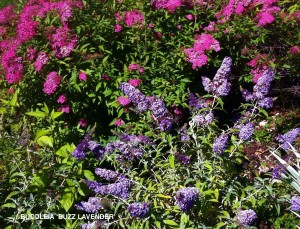 Buddleja 'Buzz Lavender'1