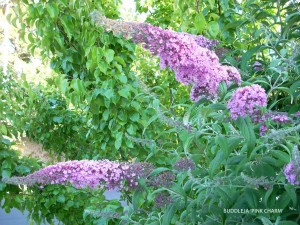 Buddleja 'Pink Charm' - blossom