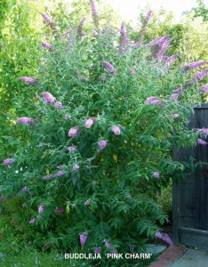 Buddleja 'Pink Charm' 1