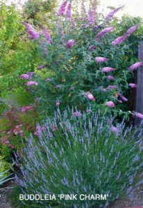 Buddleja 'Pink Charm'