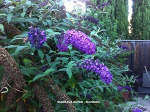 Buddleja davidii - blossom