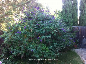 Buddleja davidii