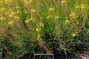 Bulbine frutescens - blossom