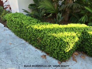 Buxus microphylla jap. 'Green Beauty' hedge
