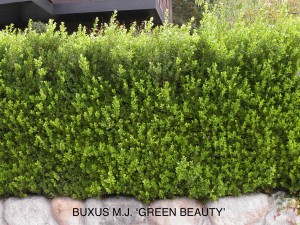 Buxus microphylla japonica 'Green Beauty' 1