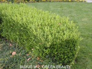 Buxus microphylla japonica 'Green Beauty'
