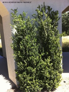 Buxus sempervirens 'Monrue' 2