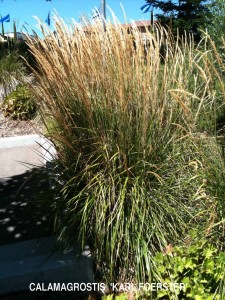 Calamagrostis x acutiflora 'Karl Foerster' 1