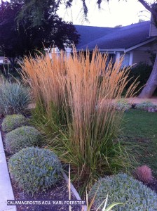 Calamagrostis x acutiflora 'Karl Foerster' 2