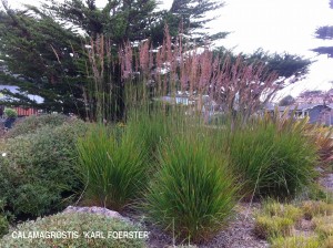 Calamagrostis x acutiflora 'Karl Foerster'