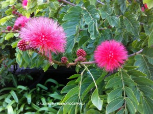 Calliandra haematocephala - blossom