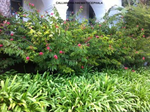 Calliandra haematocephala