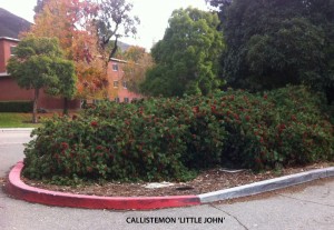 Callistemon viminalis 'Little John' 1