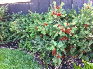 Callistemon viminalis 'Little John' 2