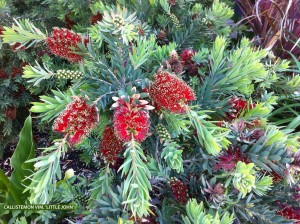 Callistemon viminalis 'Little John'- blossom