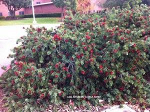 Callistemon viminalis 'Little John'