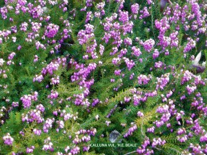 Calluna vulgaris 'H. E. Beale' - blossom