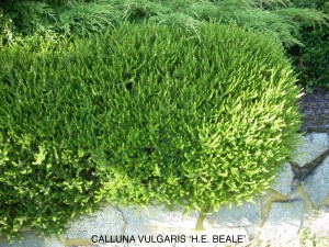 Calluna vulgaris 'H. E. Beale' 1