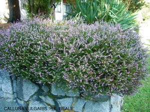 Calluna vulgaris 'H. E. Beale'