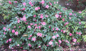 Camellia hiemalis 'Showa-No-Sakae'