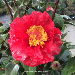 Camellia jap 'Bob Hope'