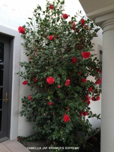 Camellia jap 'Kramer's Supreme'