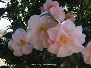 Camellia jap 'Magnoliaeflora' - blossom