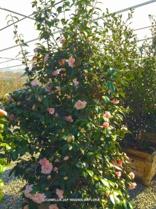 Camellia jap 'Magnoliaeflora'