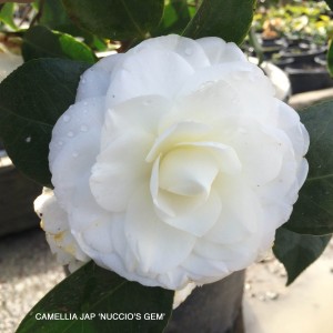 Camellia jap 'Nuccio's Gem'