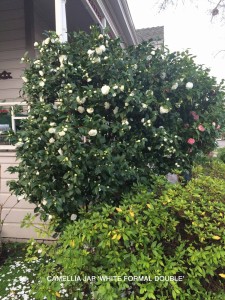 Camellia jap 'White Formal Double' - blooming