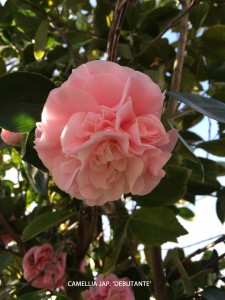 Camellia jap. 'Debutante'
